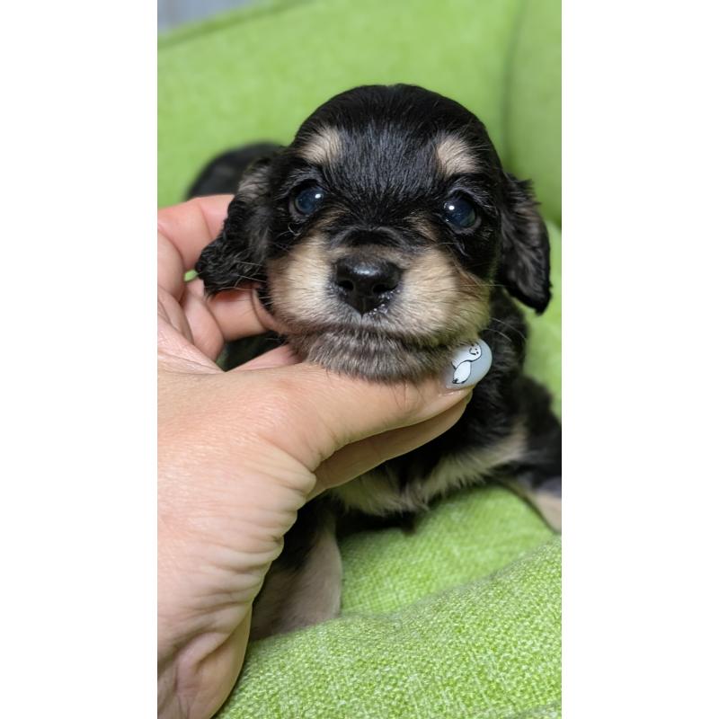 販売中の愛知県のミニチュアダックスフンド(ロングヘアード)-432937の18枚目