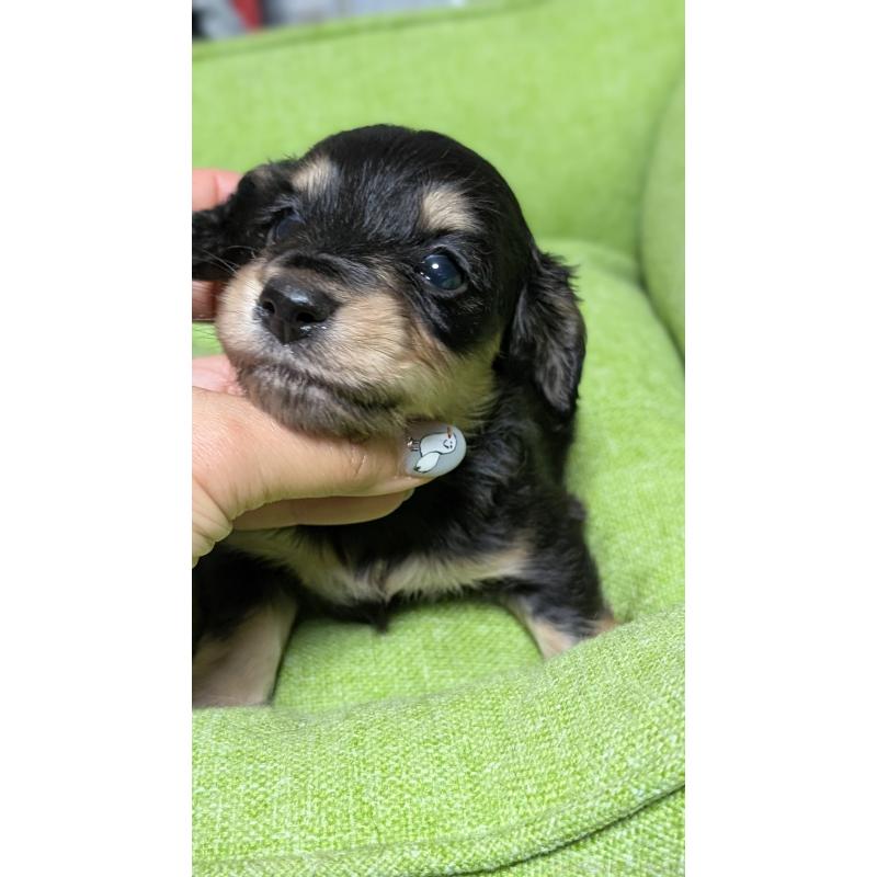 販売中の愛知県のミニチュアダックスフンド(ロングヘアード)-432937の17枚目