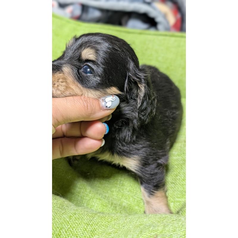 販売中の愛知県のミニチュアダックスフンド(ロングヘアード)-432937の16枚目