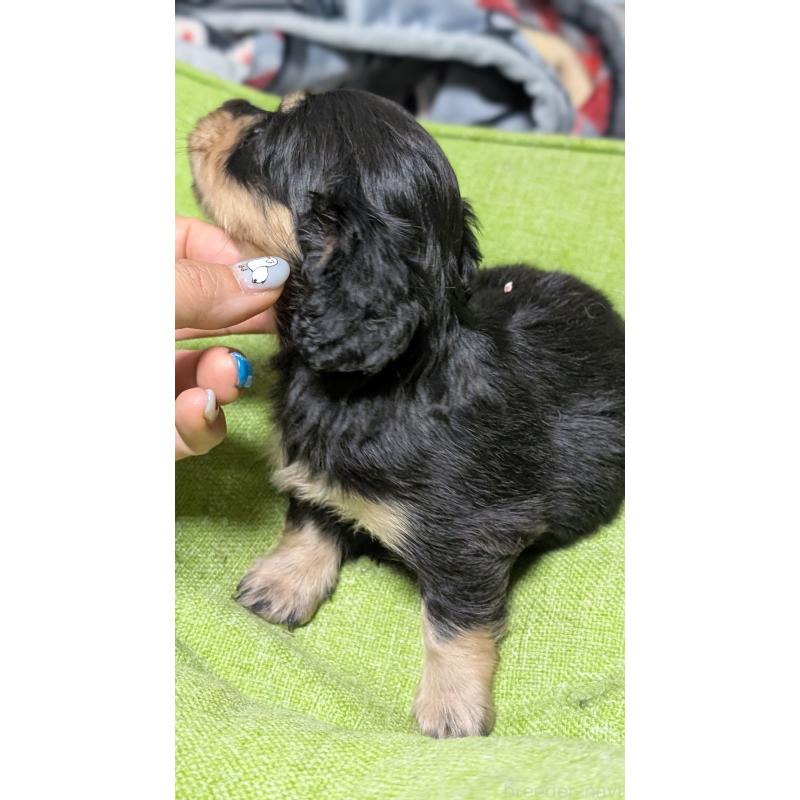 販売中の愛知県のミニチュアダックスフンド(ロングヘアード)-432937の15枚目
