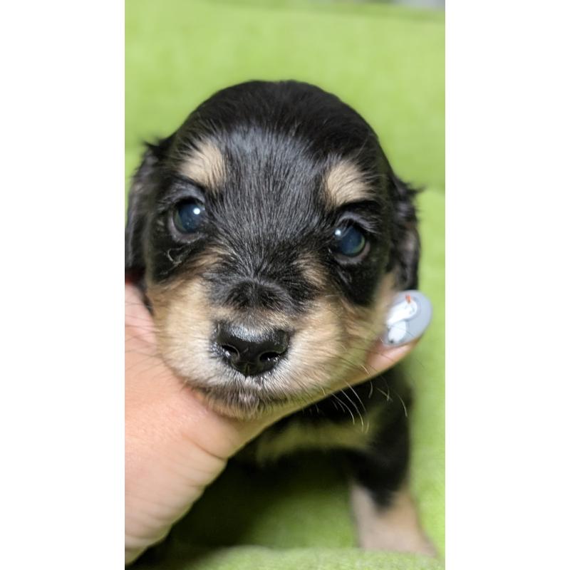 販売中の愛知県のミニチュアダックスフンド(ロングヘアード)-432937の14枚目