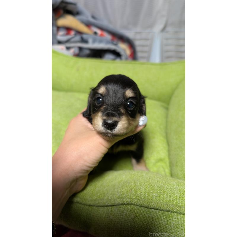 販売中の愛知県のミニチュアダックスフンド(ロングヘアード)-432937の13枚目