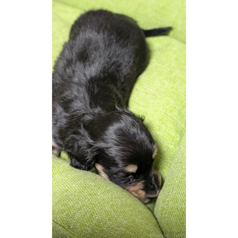 販売中の愛知県のミニチュアダックスフンド(ロングヘアード)-432937の12枚目