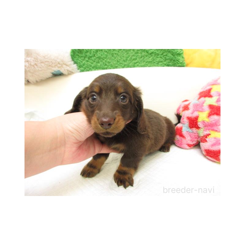 販売中の大阪府のミニチュアダックスフンド(ロングヘアード)-435408の1枚目