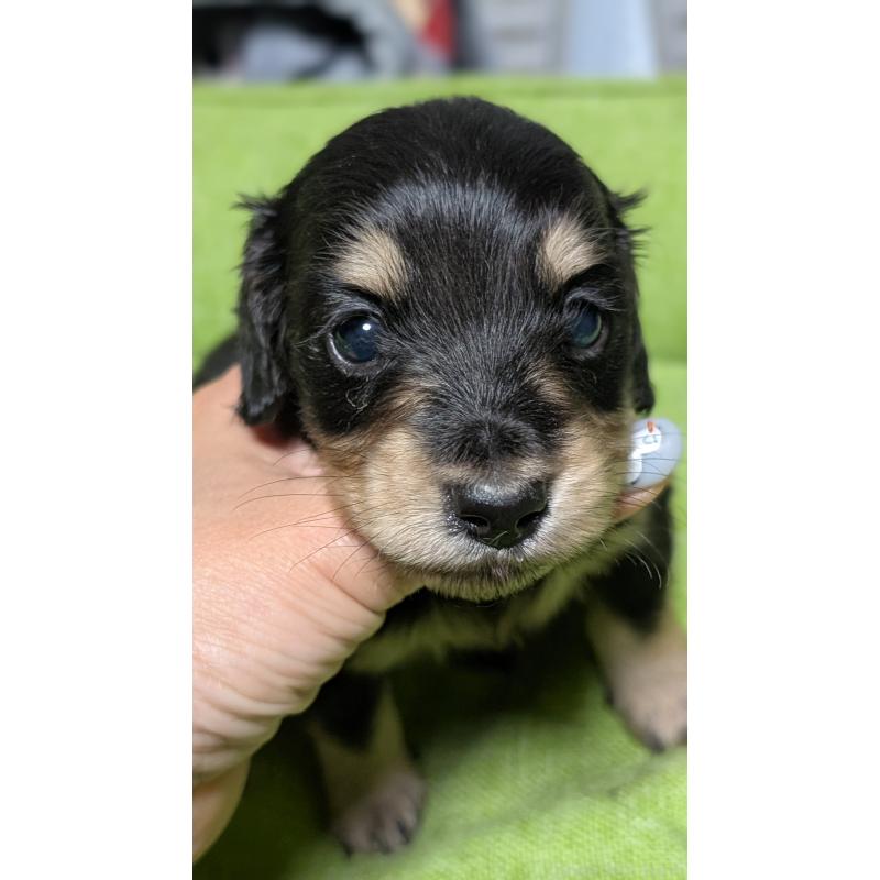 販売中の愛知県のミニチュアダックスフンド(ロングヘアード)-432937の10枚目