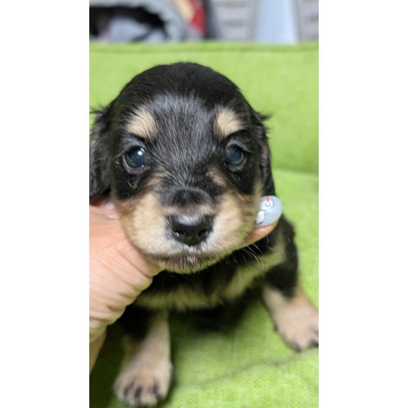 販売中の愛知県のミニチュアダックスフンド(ロングヘアード)-432937の9枚目