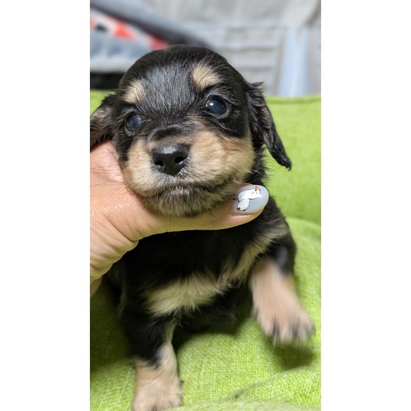 販売中の愛知県のミニチュアダックスフンド(ロングヘアード)-432937の7枚目