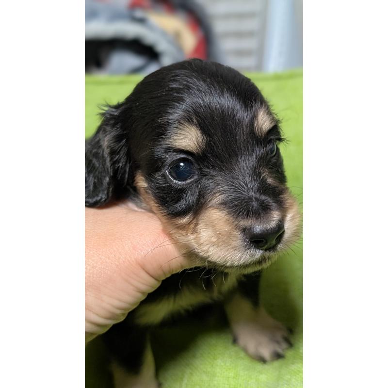 販売中の愛知県のミニチュアダックスフンド(ロングヘアード)-432937の6枚目