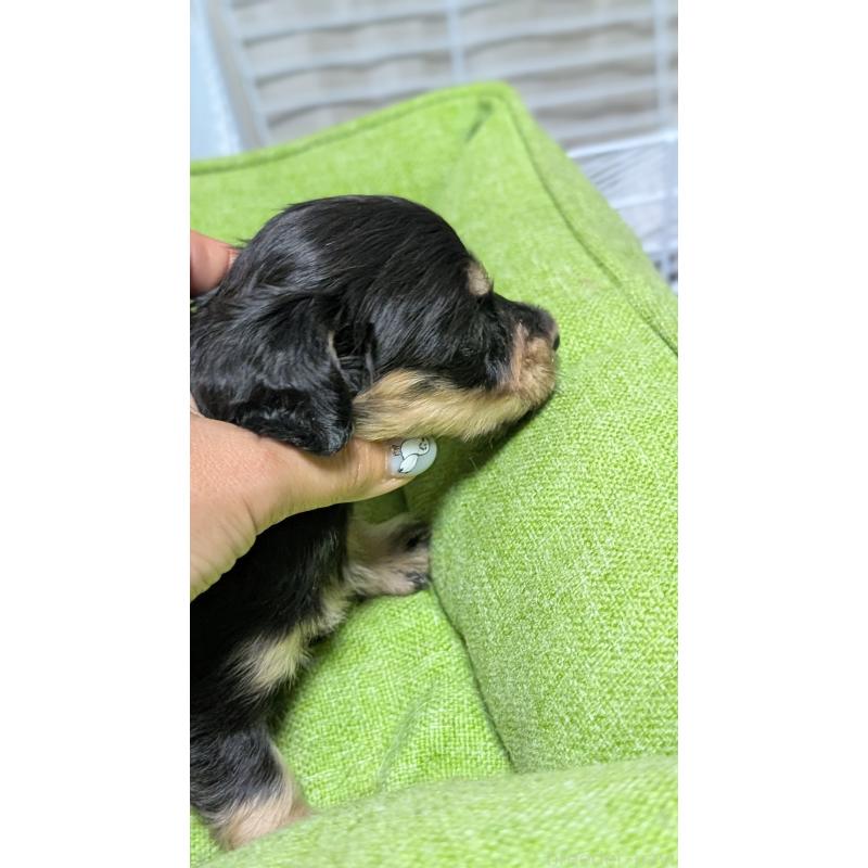 販売中の愛知県のミニチュアダックスフンド(ロングヘアード)-432937の5枚目