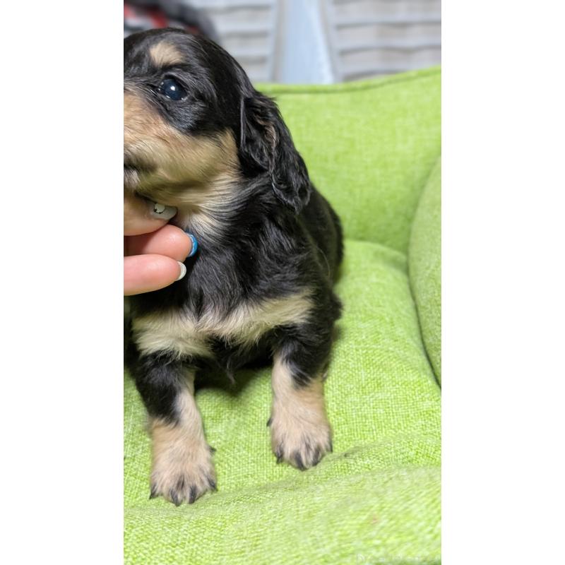 販売中の愛知県のミニチュアダックスフンド(ロングヘアード)-432937の4枚目