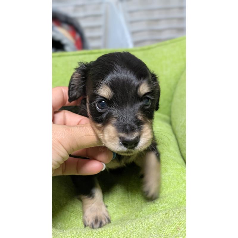 販売中の愛知県のミニチュアダックスフンド(ロングヘアード)-432937の3枚目