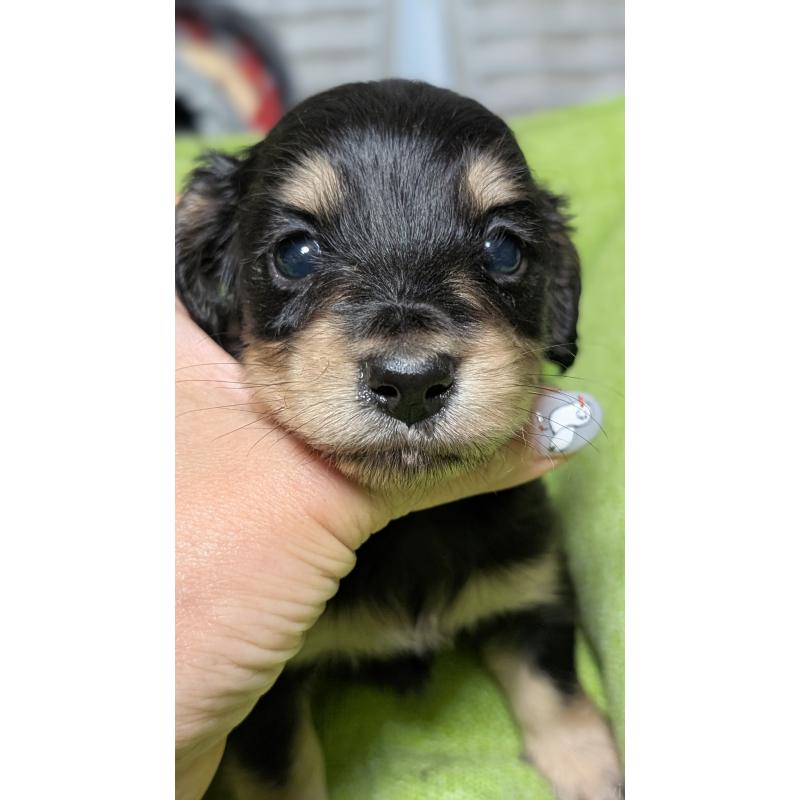 販売中の愛知県のミニチュアダックスフンド(ロングヘアード)-432937の2枚目