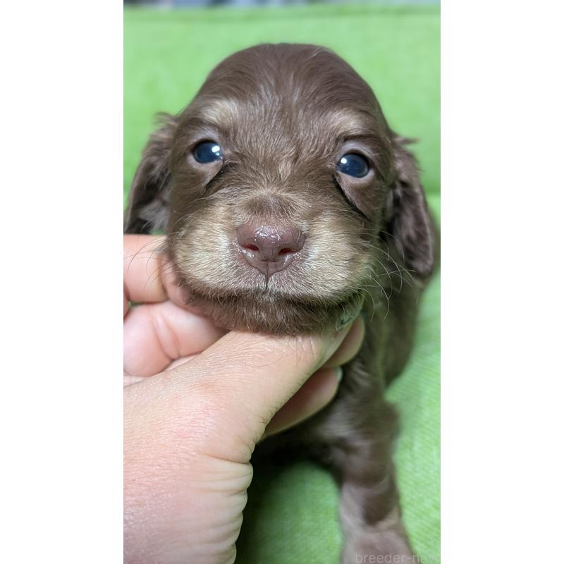 販売中の愛知県のミニチュアダックスフンド(ロングヘアード)-432933の13枚目