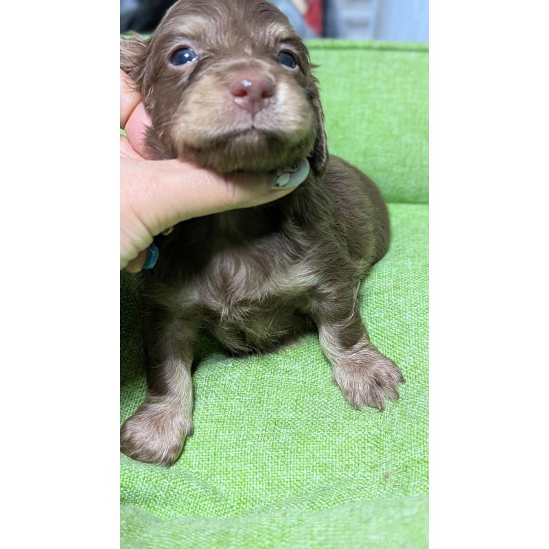 販売中の愛知県のミニチュアダックスフンド(ロングヘアード)-432933の12枚目