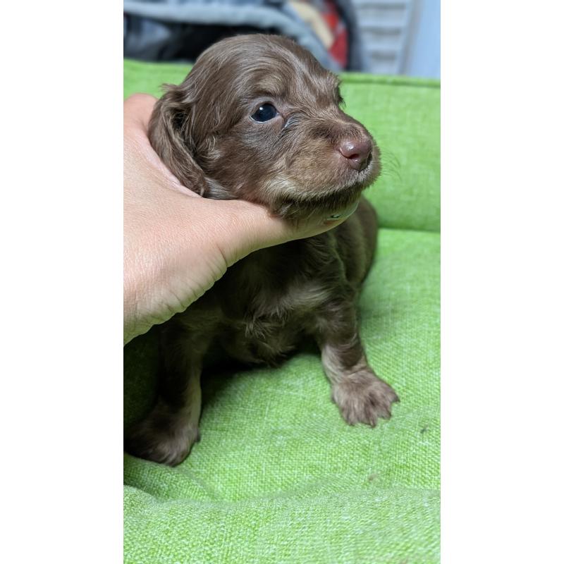 販売中の愛知県のミニチュアダックスフンド(ロングヘアード)-432933の9枚目