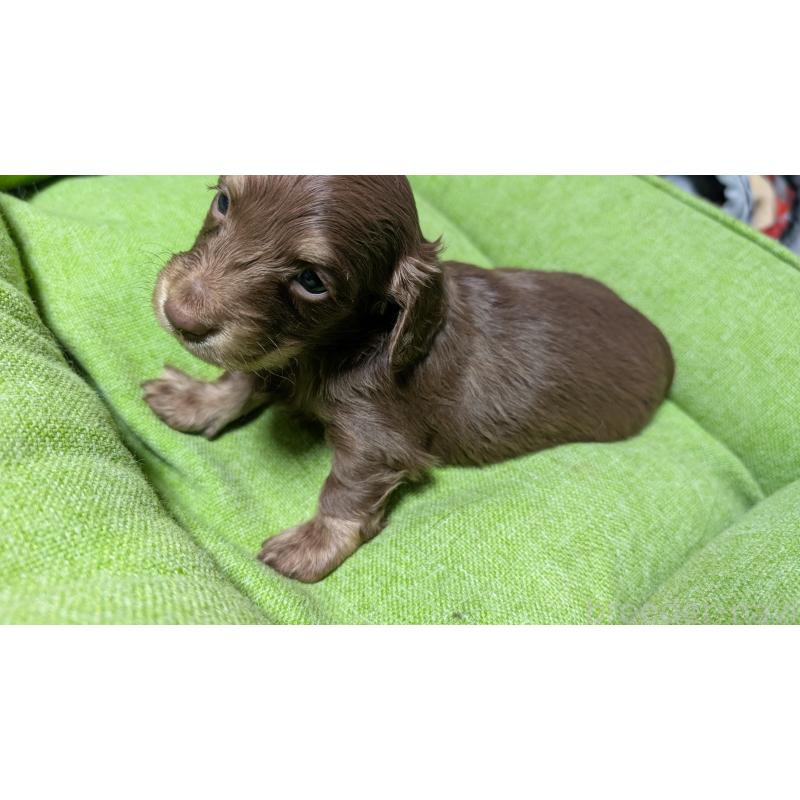 販売中の愛知県のミニチュアダックスフンド(ロングヘアード)-432933の6枚目