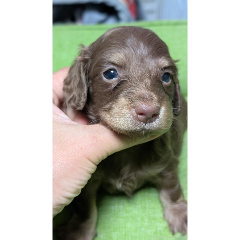 販売中の愛知県のミニチュアダックスフンド(ロングヘアード)-432933の4枚目