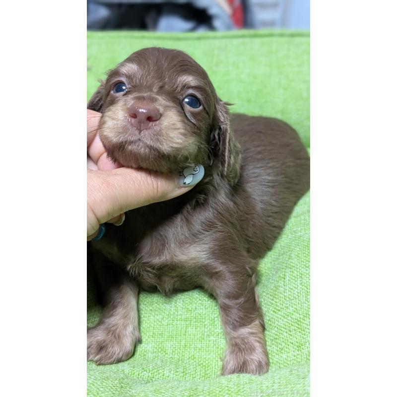 販売中の愛知県のミニチュアダックスフンド(ロングヘアード)-432933の3枚目