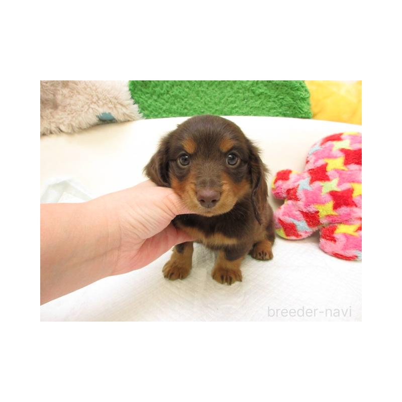 販売中の大阪府のミニチュアダックスフンド(ロングヘアード)-435409の2枚目