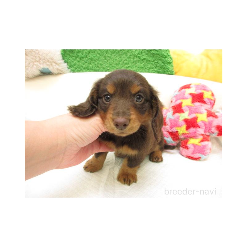 販売中の大阪府のミニチュアダックスフンド(ロングヘアード)-435409