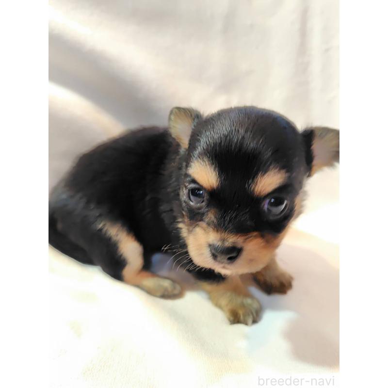 販売中の東京都のヨーチー:ヨークシャーテリア×チワワ-435410の2枚目