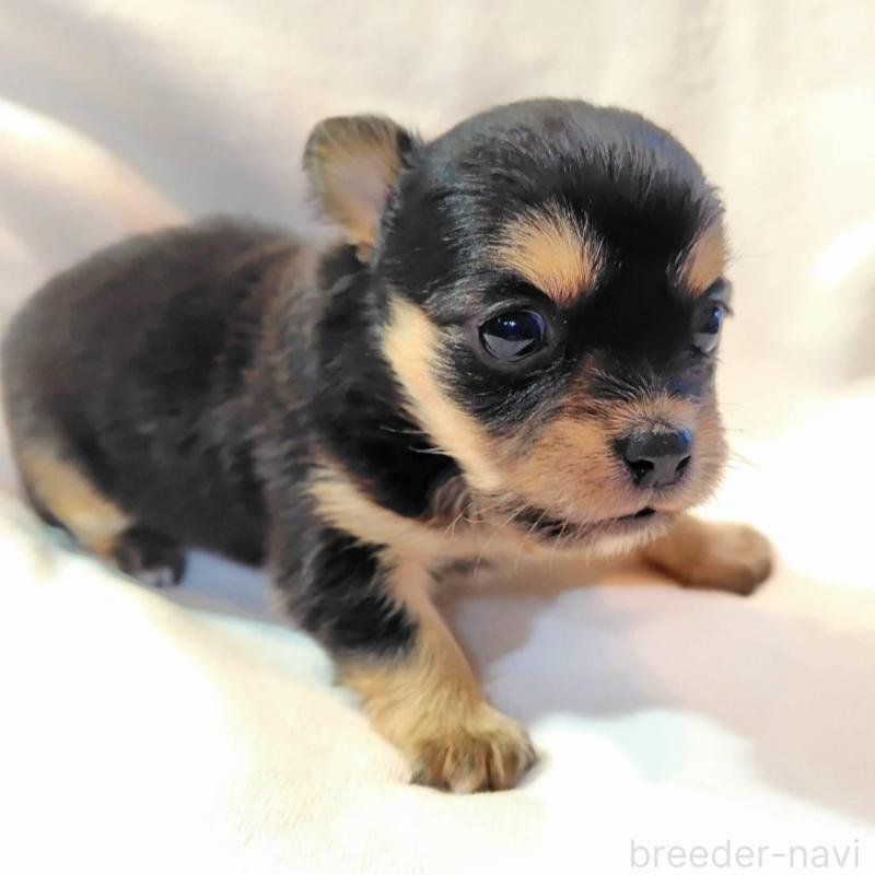 販売中の東京都のヨーチー:ヨークシャーテリア×チワワ-435410の1枚目