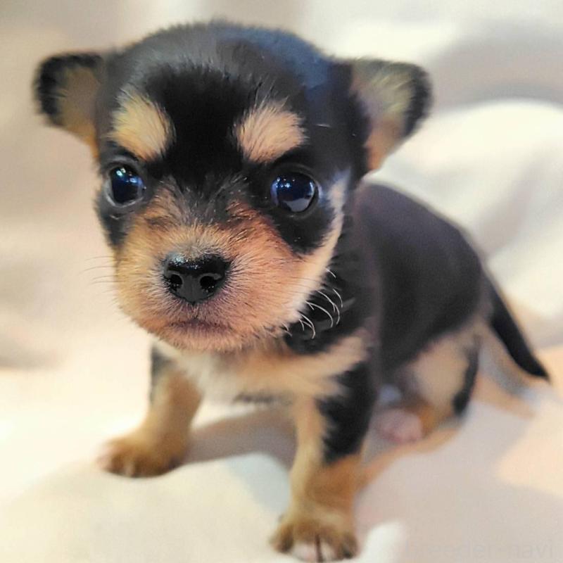 販売中の東京都のヨーチー:ヨークシャーテリア×チワワ-435411