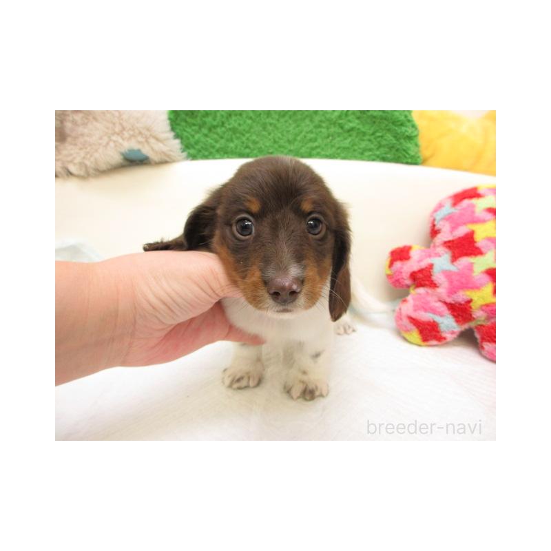 販売中の大阪府のミニチュアダックスフンド(ロングヘアード)-435412の2枚目
