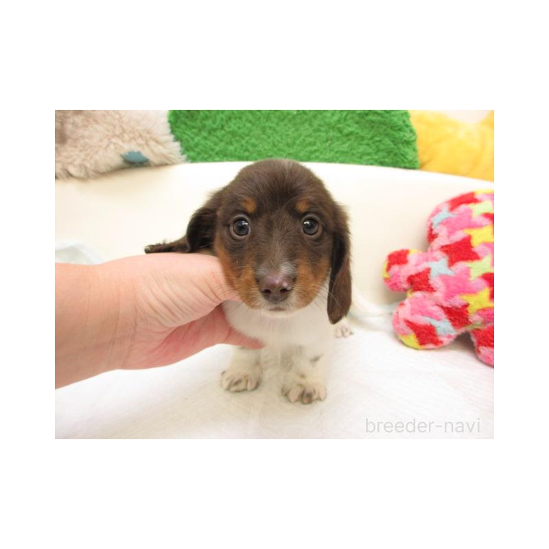 販売中の大阪府のミニチュアダックスフンド(ロングヘアード)-435412