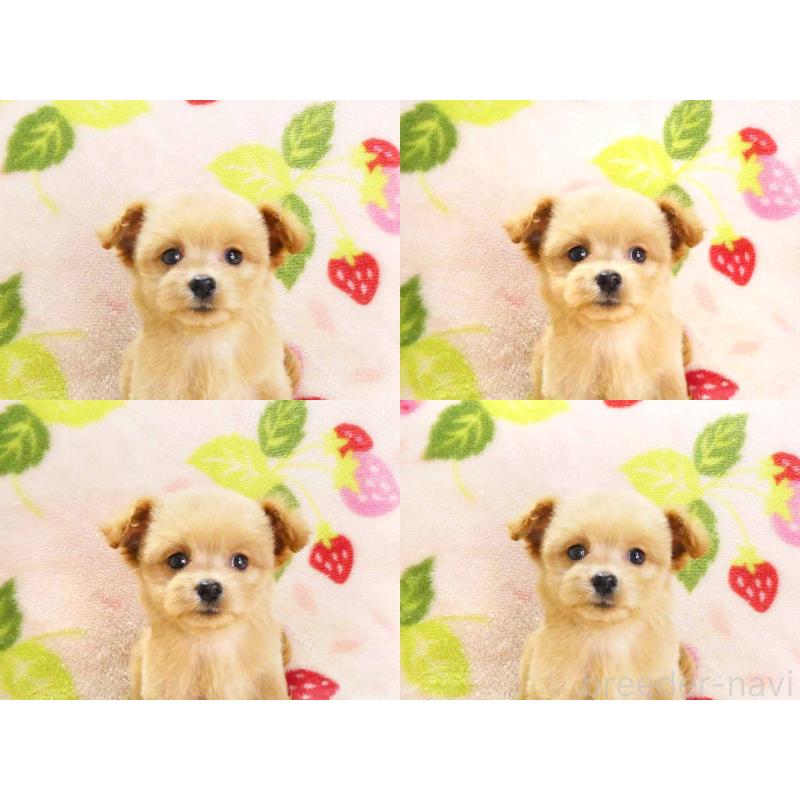 販売中の千葉県のチワプー:チワワ×トイプードル-430395の6枚目