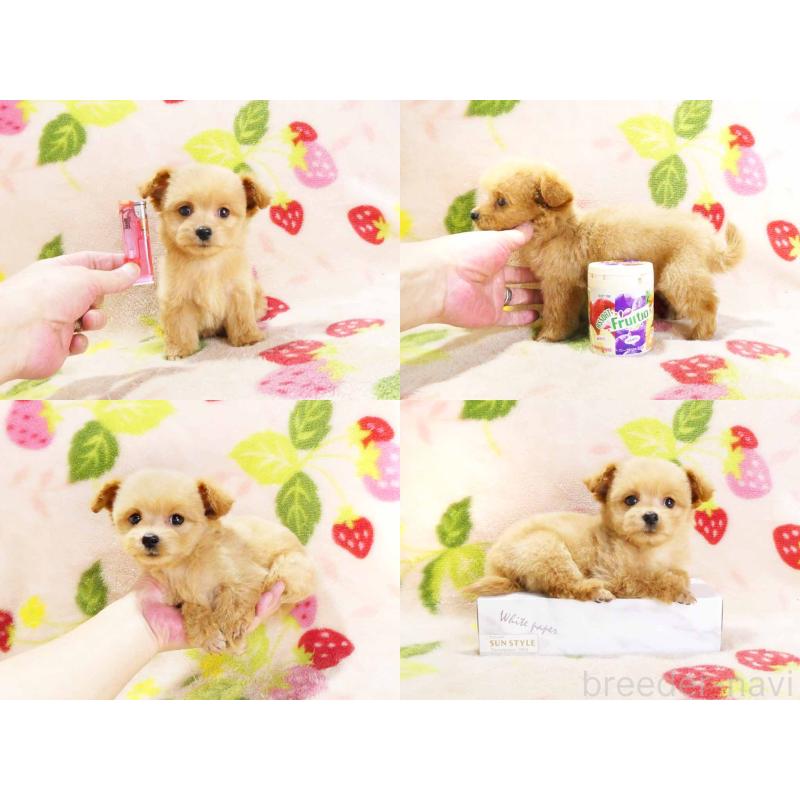 販売中の千葉県のチワプー:チワワ×トイプードル-430395の5枚目