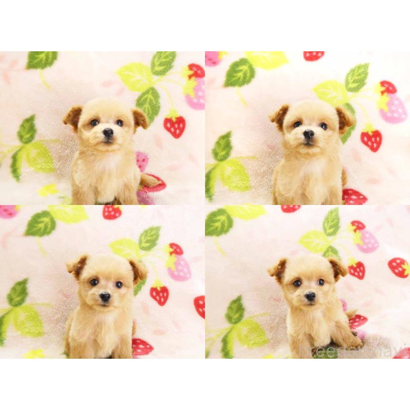 販売中の千葉県のチワプー:チワワ×トイプードル-430395の4枚目