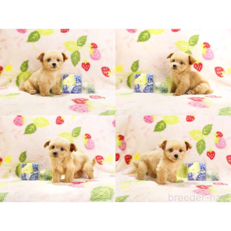 販売中の千葉県のチワプー:チワワ×トイプードル-430395の3枚目