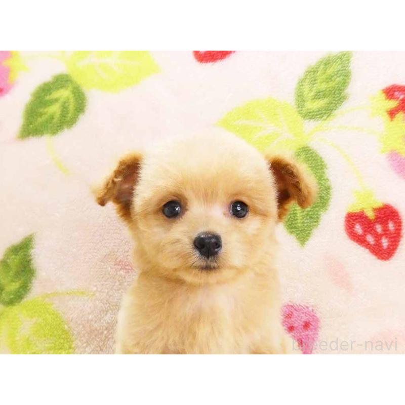 販売中の千葉県のチワプー:チワワ×トイプードル-430395の2枚目