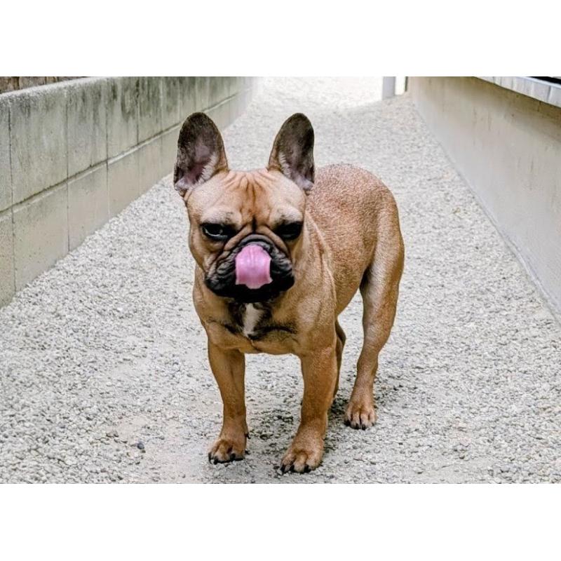 販売中の愛知県のフレンチブルドッグ-433908