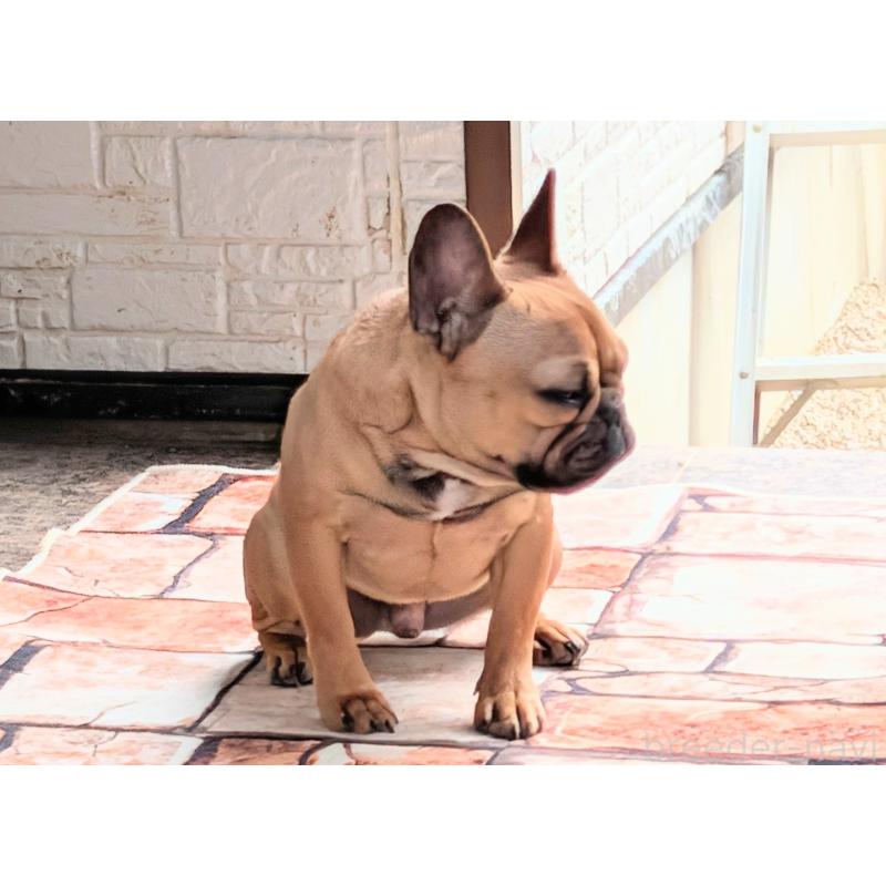 販売中の愛知県のフレンチブルドッグ-433908の2枚目