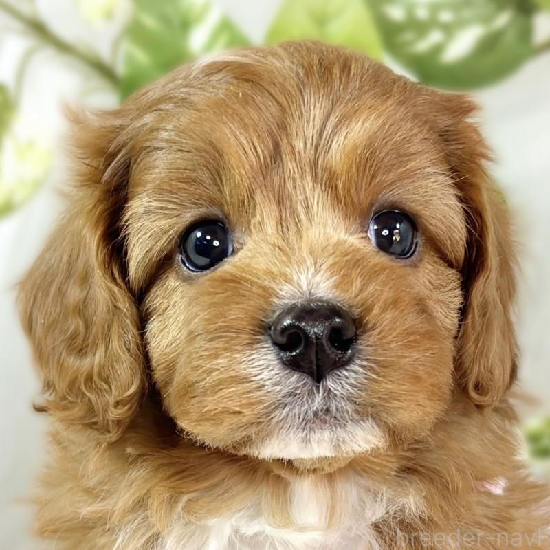 販売中の滋賀県のキャバプー:キャバリア×トイプードル-435414