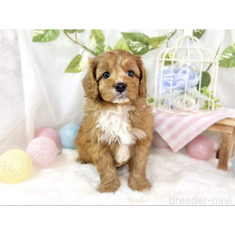 販売中の滋賀県のキャバプー:キャバリア×トイプードル-435414の4枚目