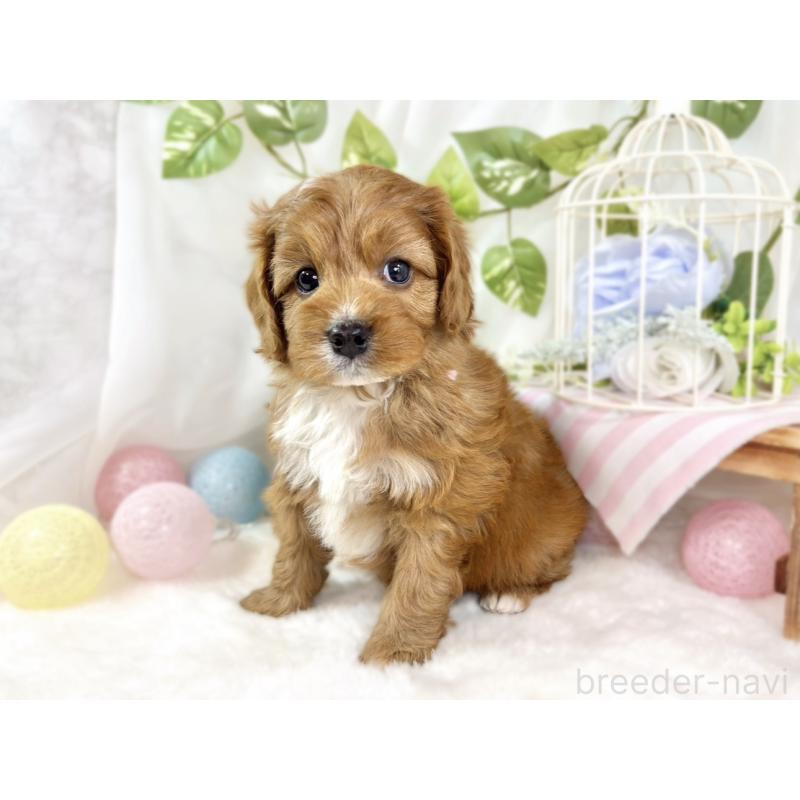 販売中の滋賀県のキャバプー:キャバリア×トイプードル-435414の3枚目