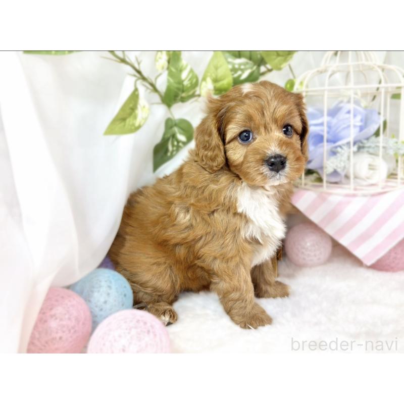 販売中の滋賀県のキャバプー:キャバリア×トイプードル-435414の2枚目