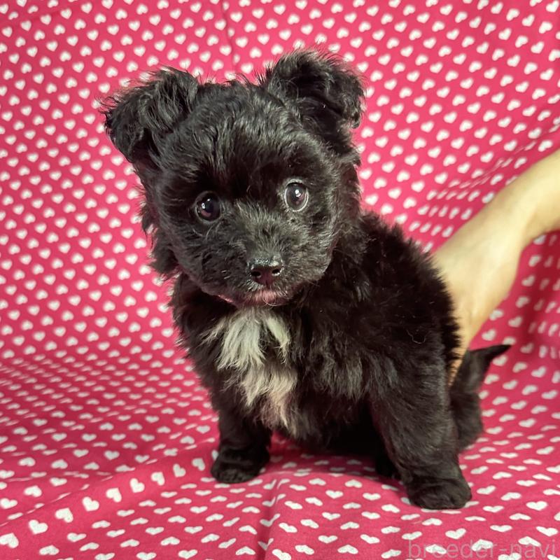 販売中の北海道のポメプー:ポメラニアン×トイプードル-435413