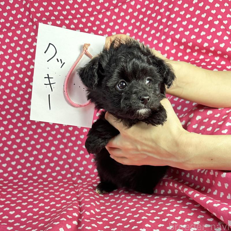 販売中の北海道のポメプー:ポメラニアン×トイプードル-435413の4枚目