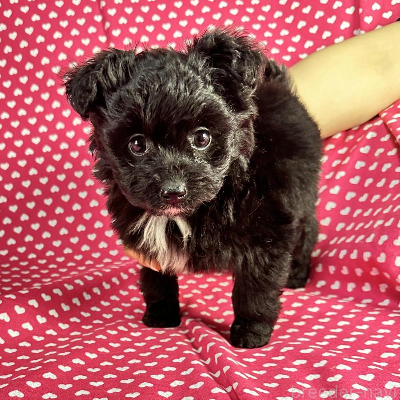 販売中の北海道のポメプー:ポメラニアン×トイプードル-435413の3枚目