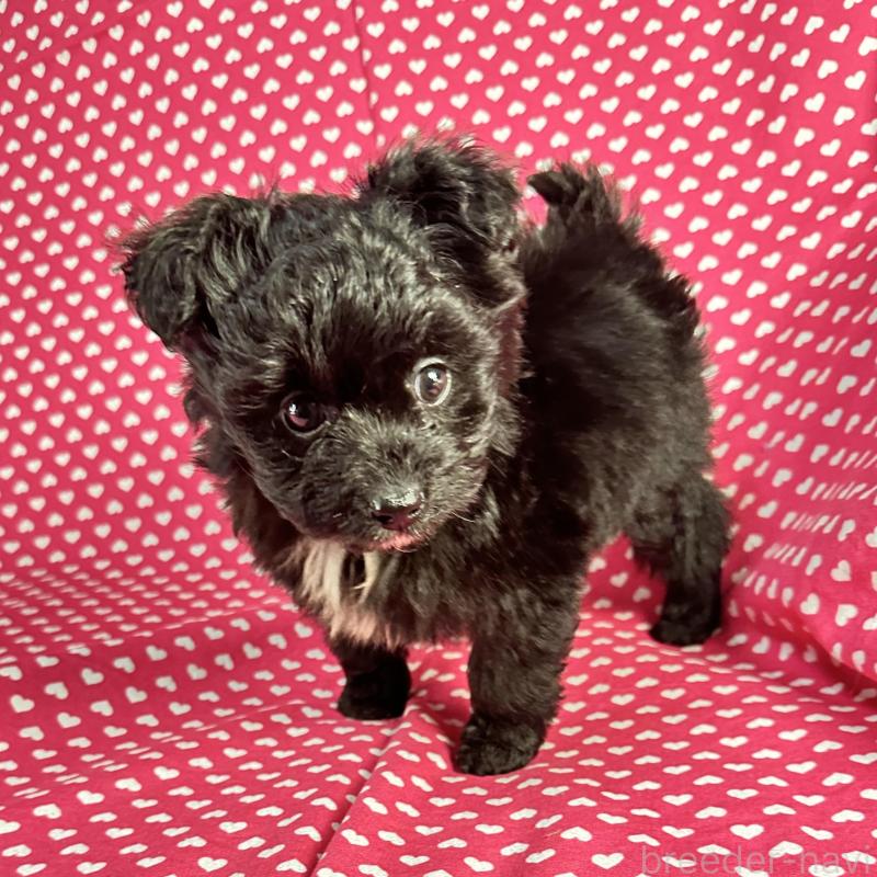 販売中の北海道のポメプー:ポメラニアン×トイプードル-435413の2枚目