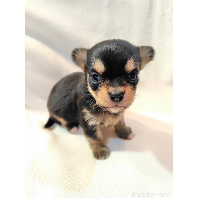 販売中の東京都のヨーチー:ヨークシャーテリア×チワワ-435415の2枚目