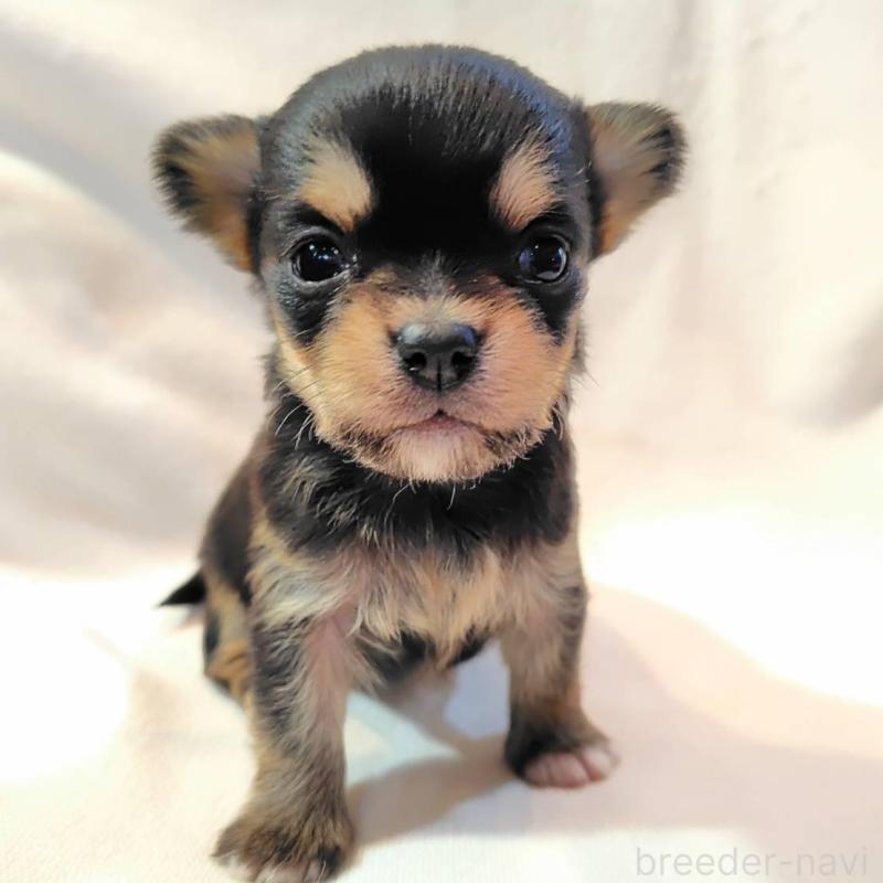 販売中の東京都のヨーチー:ヨークシャーテリア×チワワ-435415の1枚目