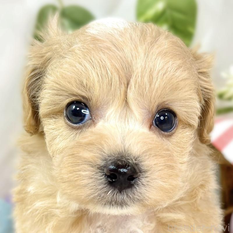 販売中の滋賀県のマルプー:マルチーズ×トイプードル-435417