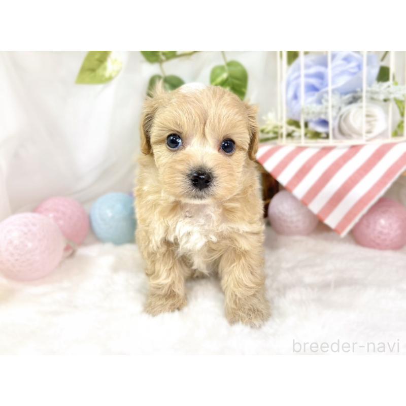 販売中の滋賀県のマルプー:マルチーズ×トイプードル-435417の4枚目