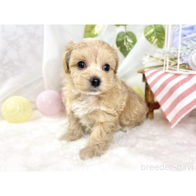 販売中の滋賀県のマルプー:マルチーズ×トイプードル-435417の3枚目