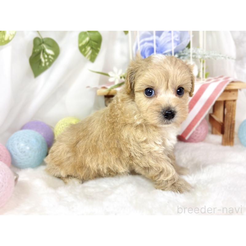 販売中の滋賀県のマルプー:マルチーズ×トイプードル-435417の2枚目